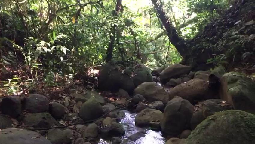 Green Mountain And Lodge Turrialba Exteriör bild
